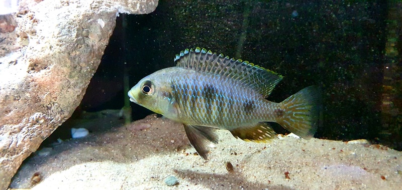 Otopharynx sp. 'auromarginatus goldhead' Nkolongwe